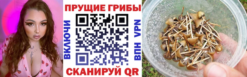наркотики Ленинск Псилоцибиновые грибы MAGIC MUSHROOMS
